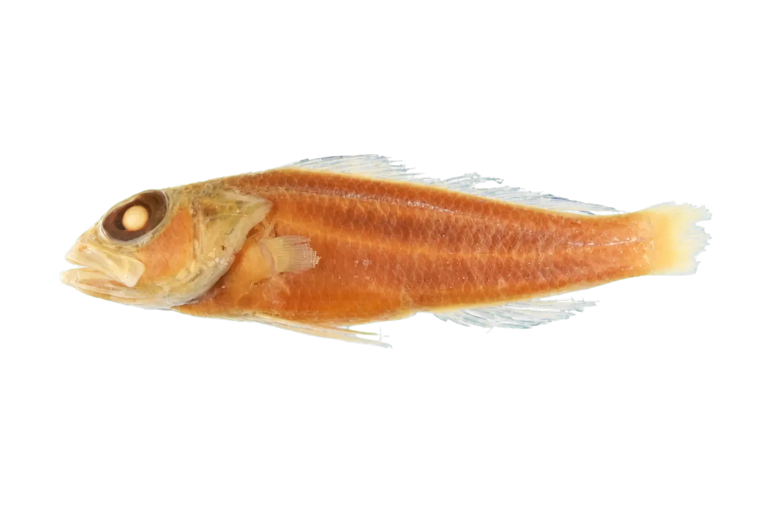 Pearly perchlet (Chelidoperca margaritifera) specimen