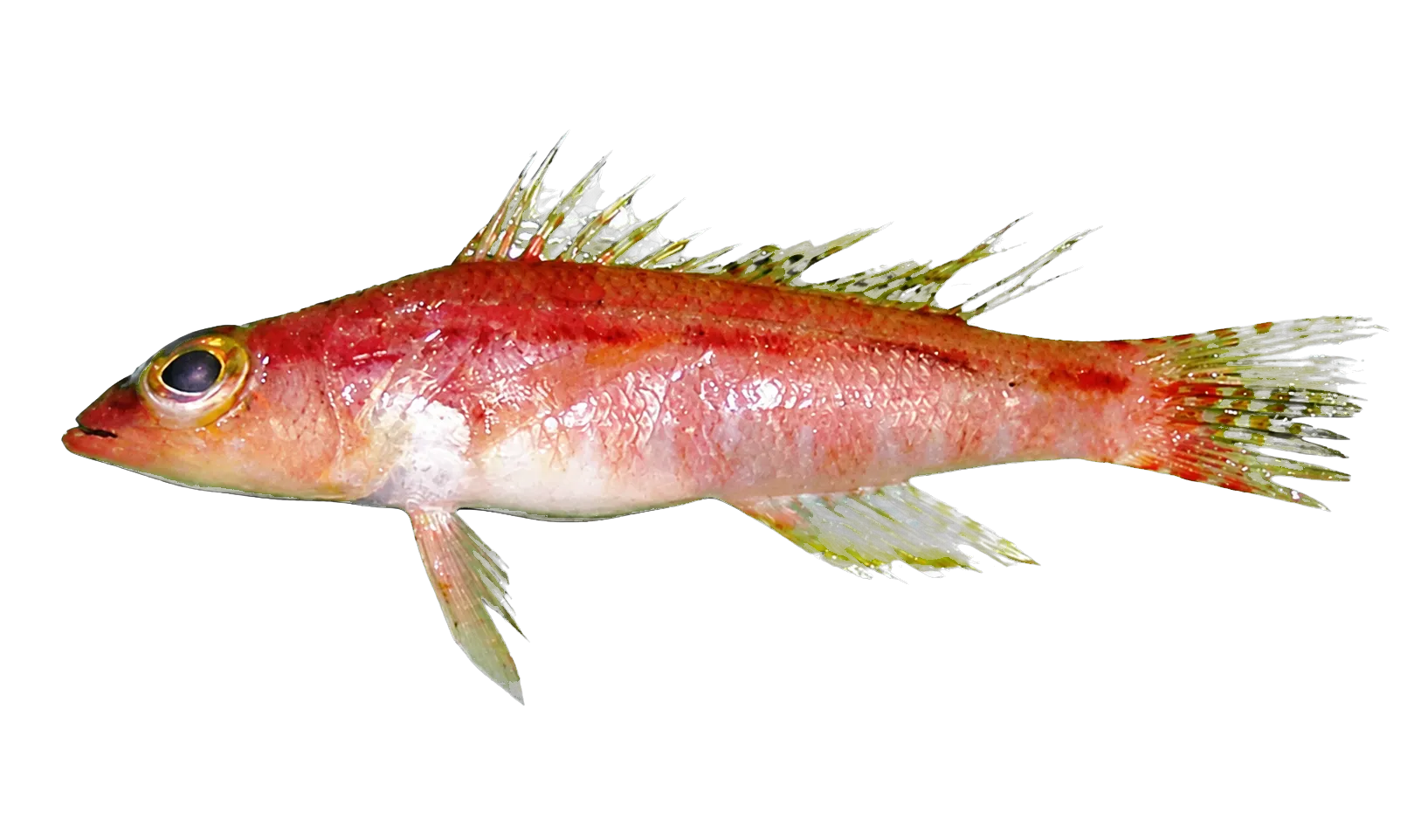 Arabian perchlet (Chelidoperca occipitalis) specimen