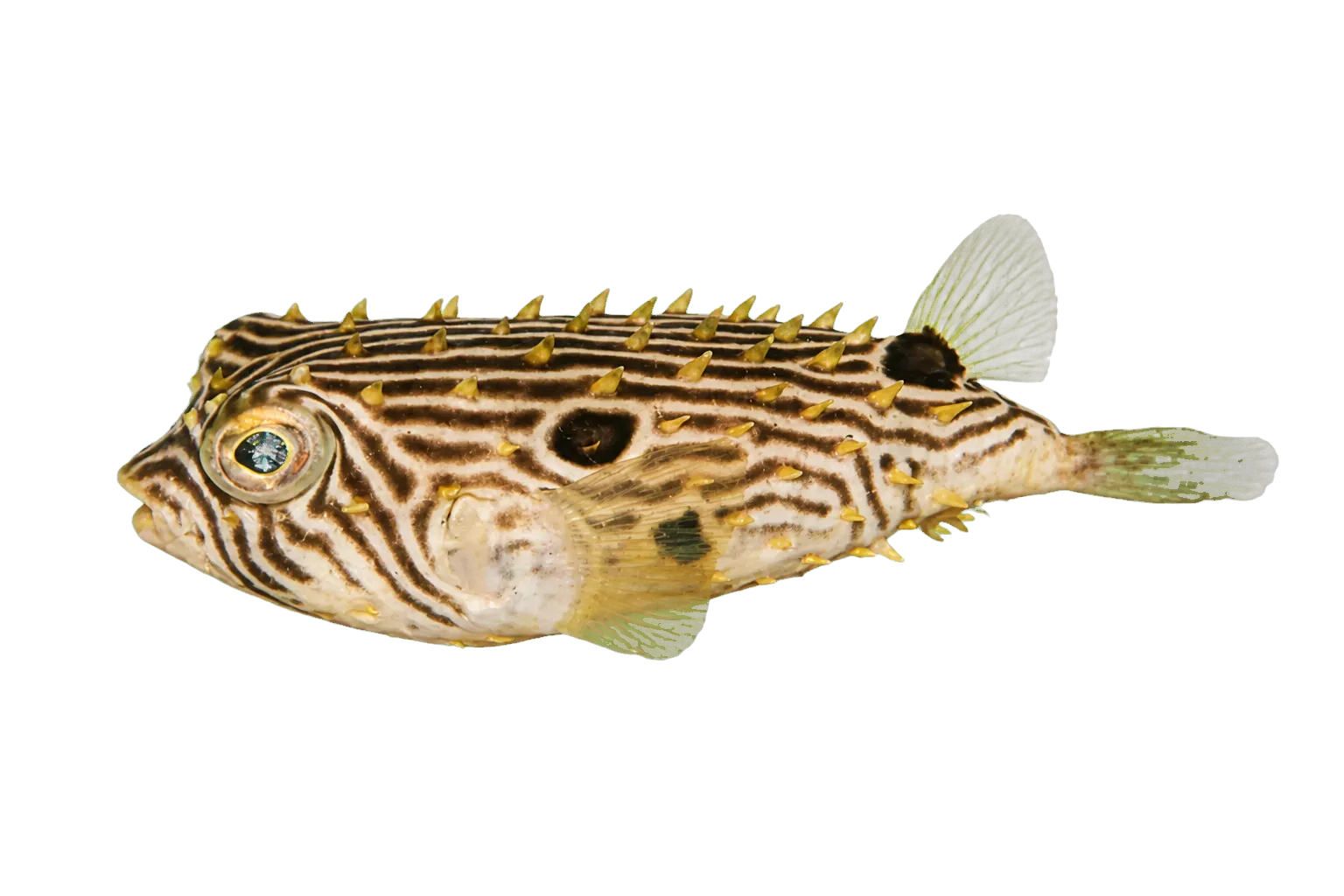 striped burrfish (Chilomycterus schoepfii) specimen