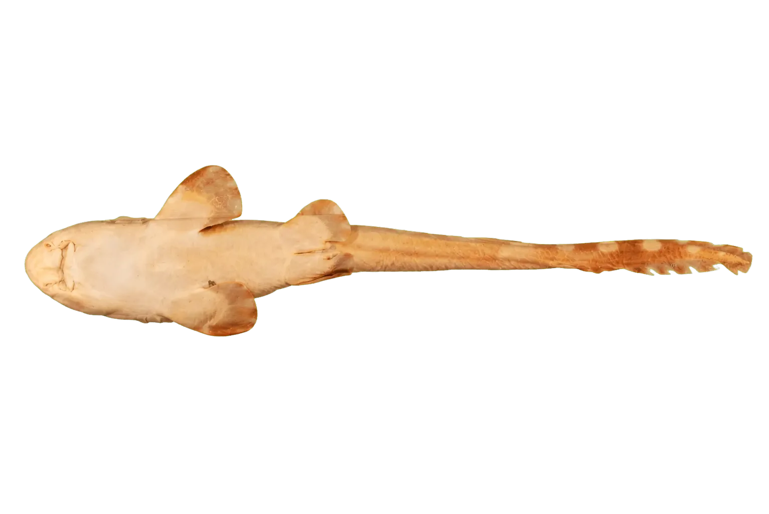 catshark (Chiloscyllium indicum) specimen