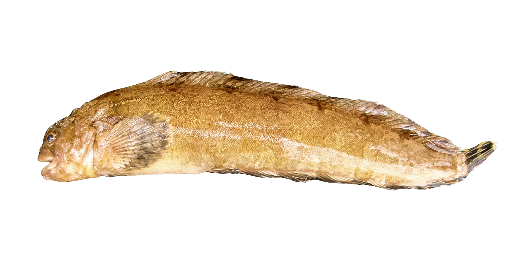Chirolophis wui (Chirolophis wui) specimen
