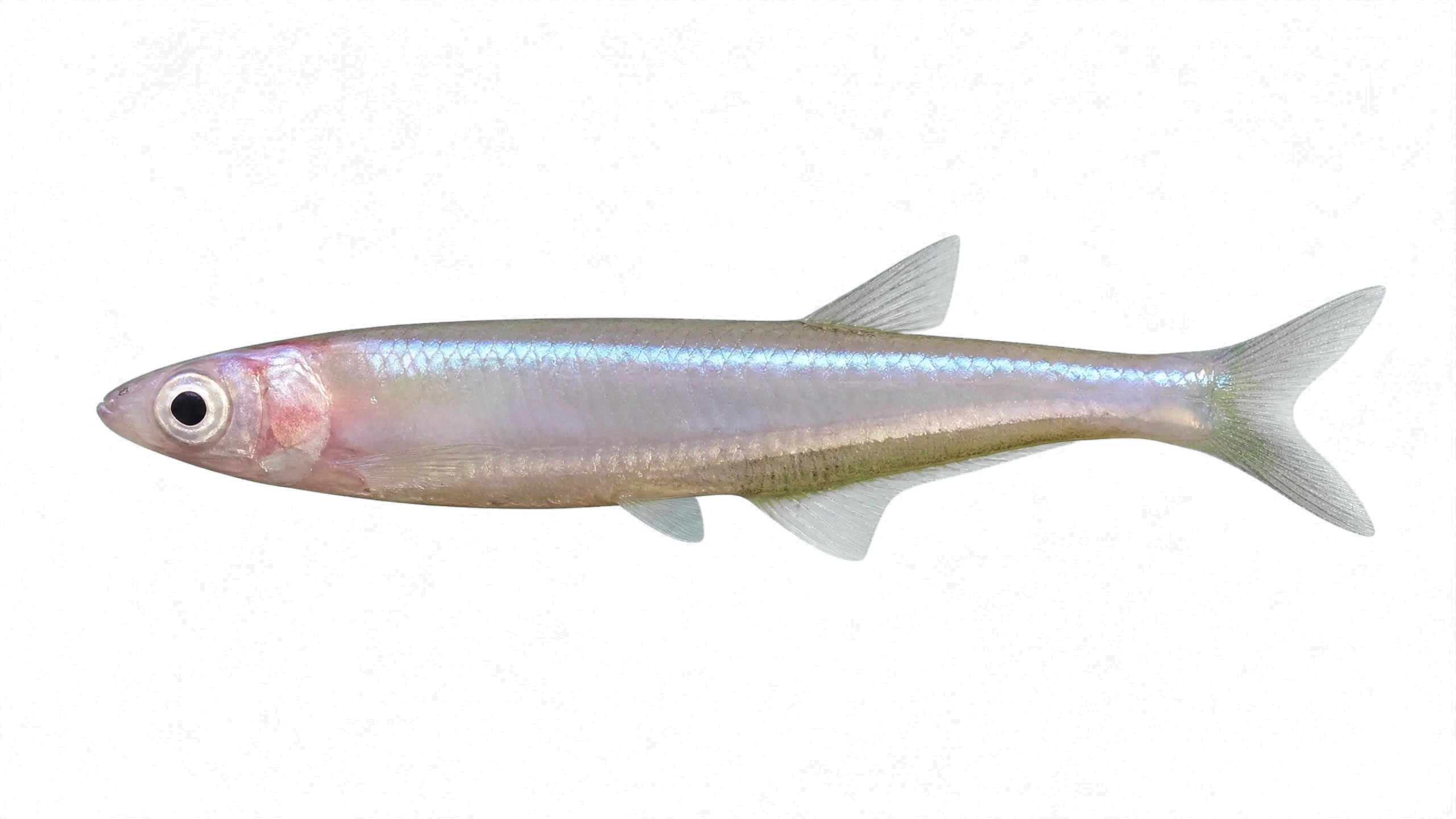 Smallmouth Silverside (Chirostoma chapalae) specimen