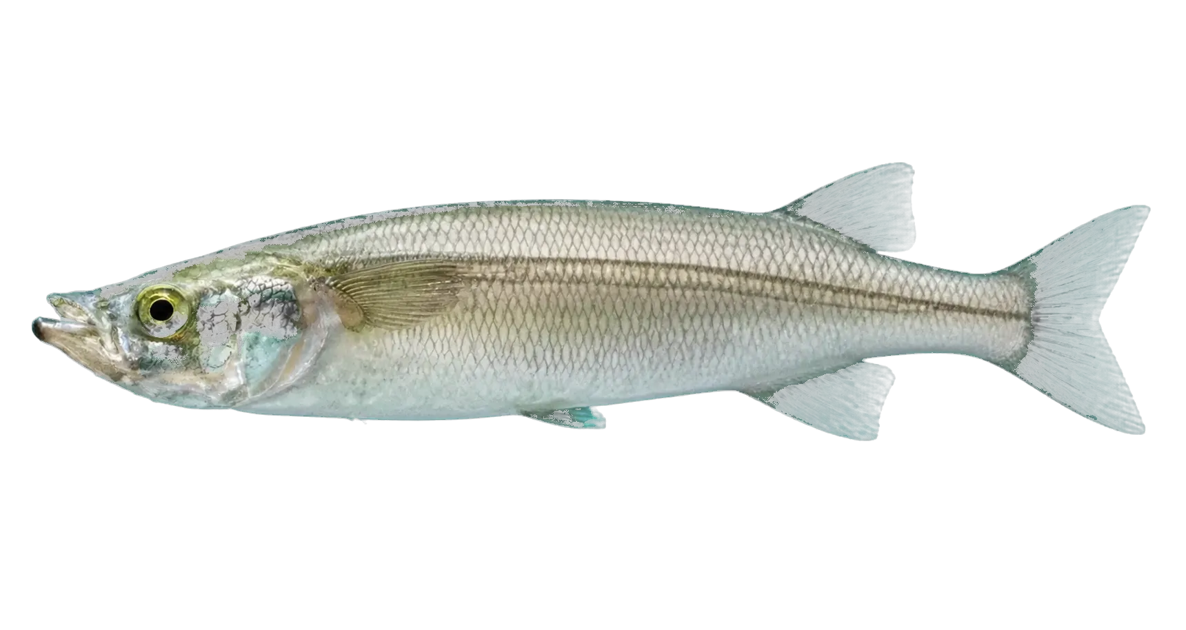 Pike Silverside (Chirostoma estor) specimen