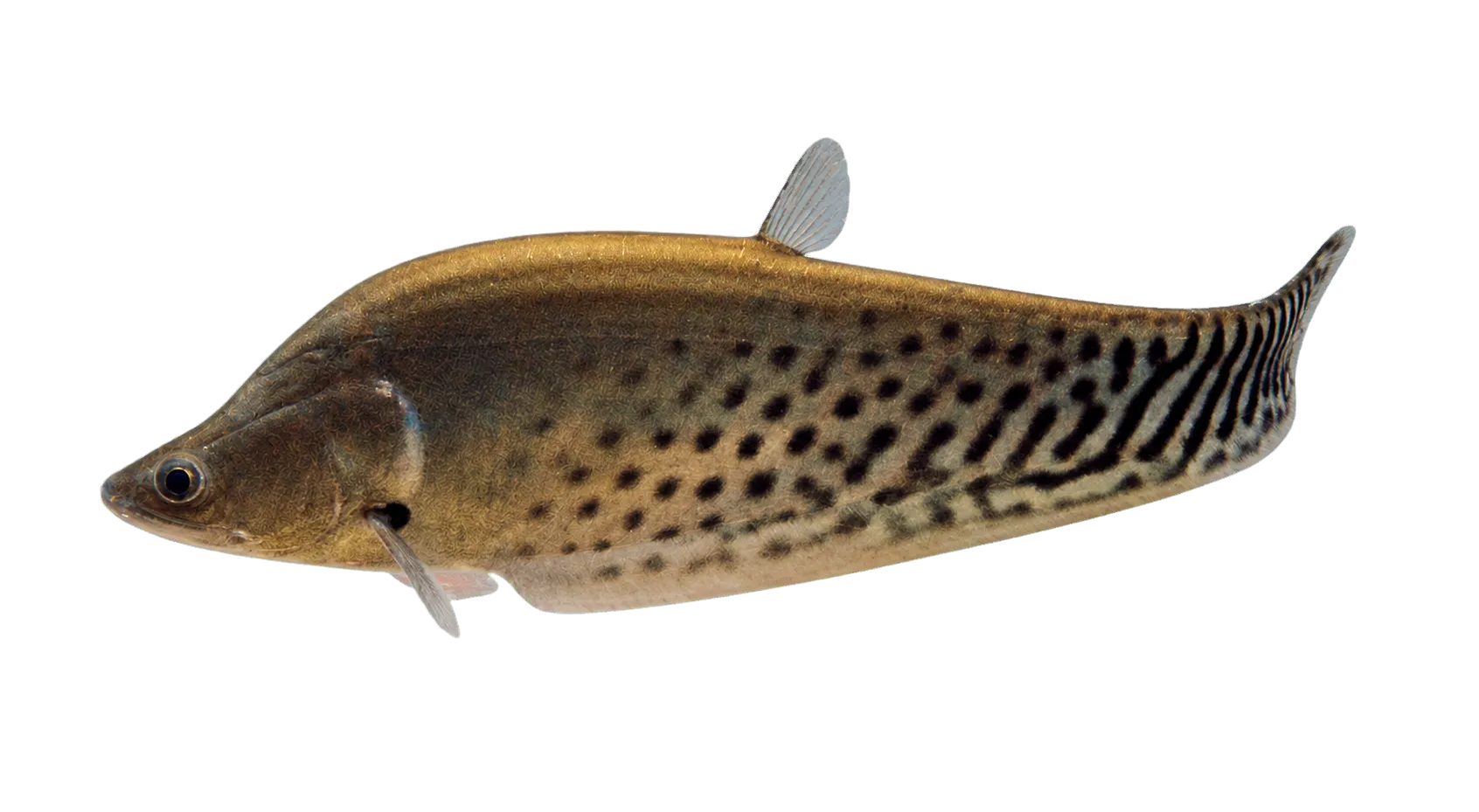 Indochina featherback (Chitala blanci) specimen
