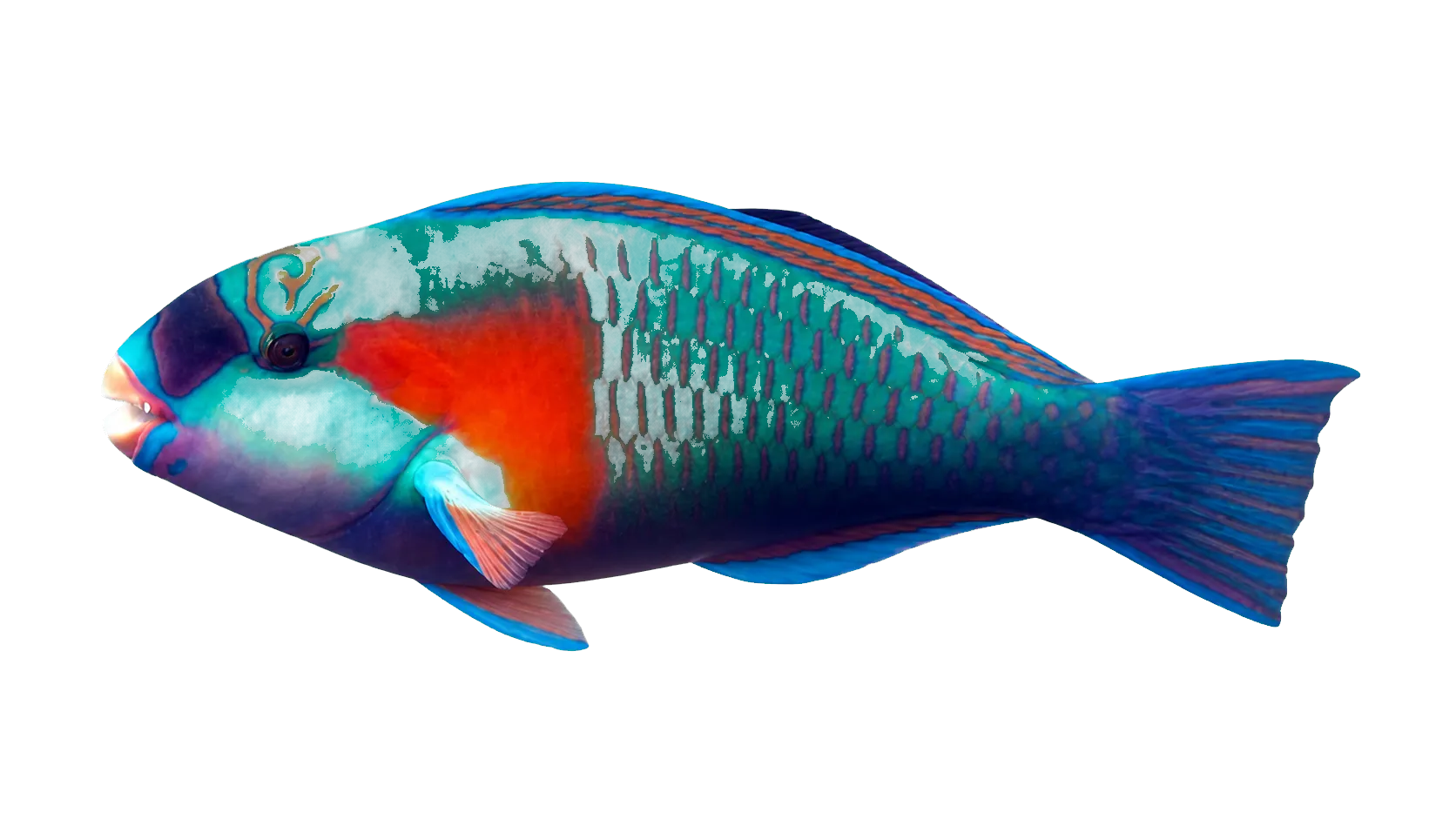 Bower's parrotfish (Chlorurus bowersi) specimen