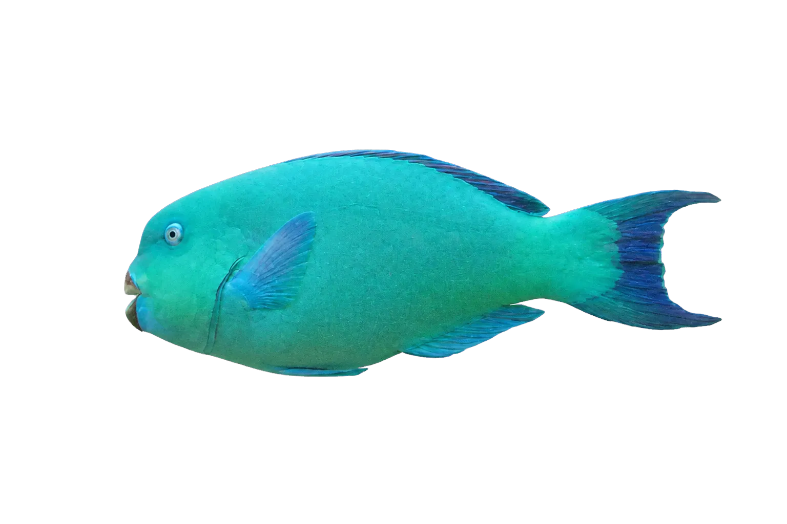 Blue humphead parrotfish (Chlorurus cyanescens) specimen
