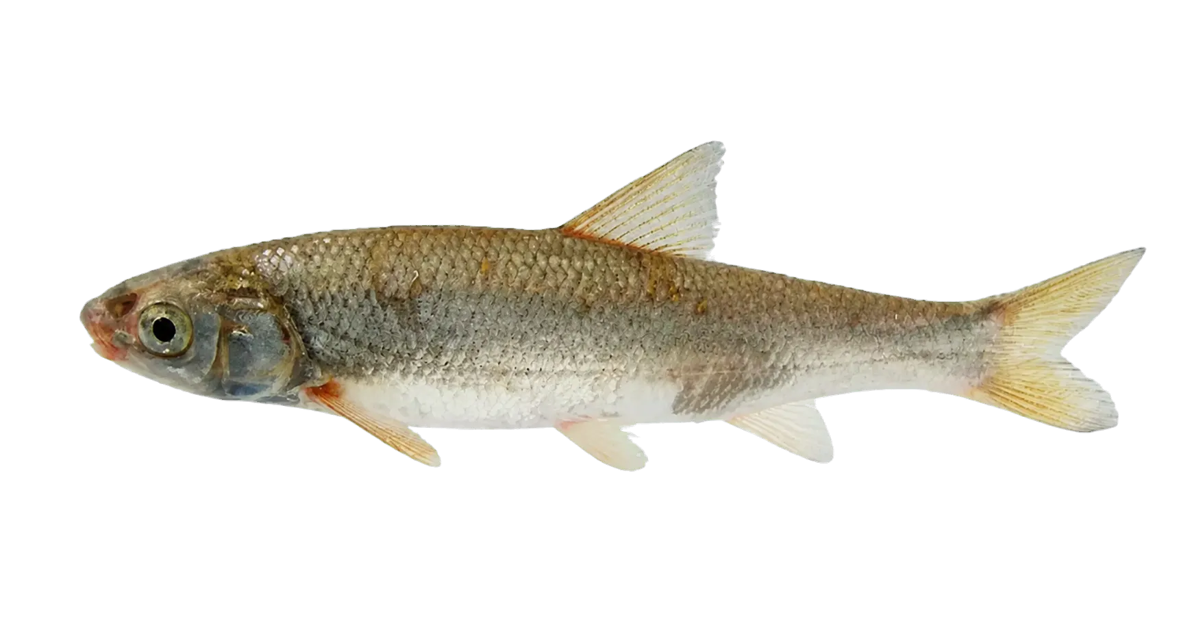 Kura nase (Chondrostoma cyri) specimen