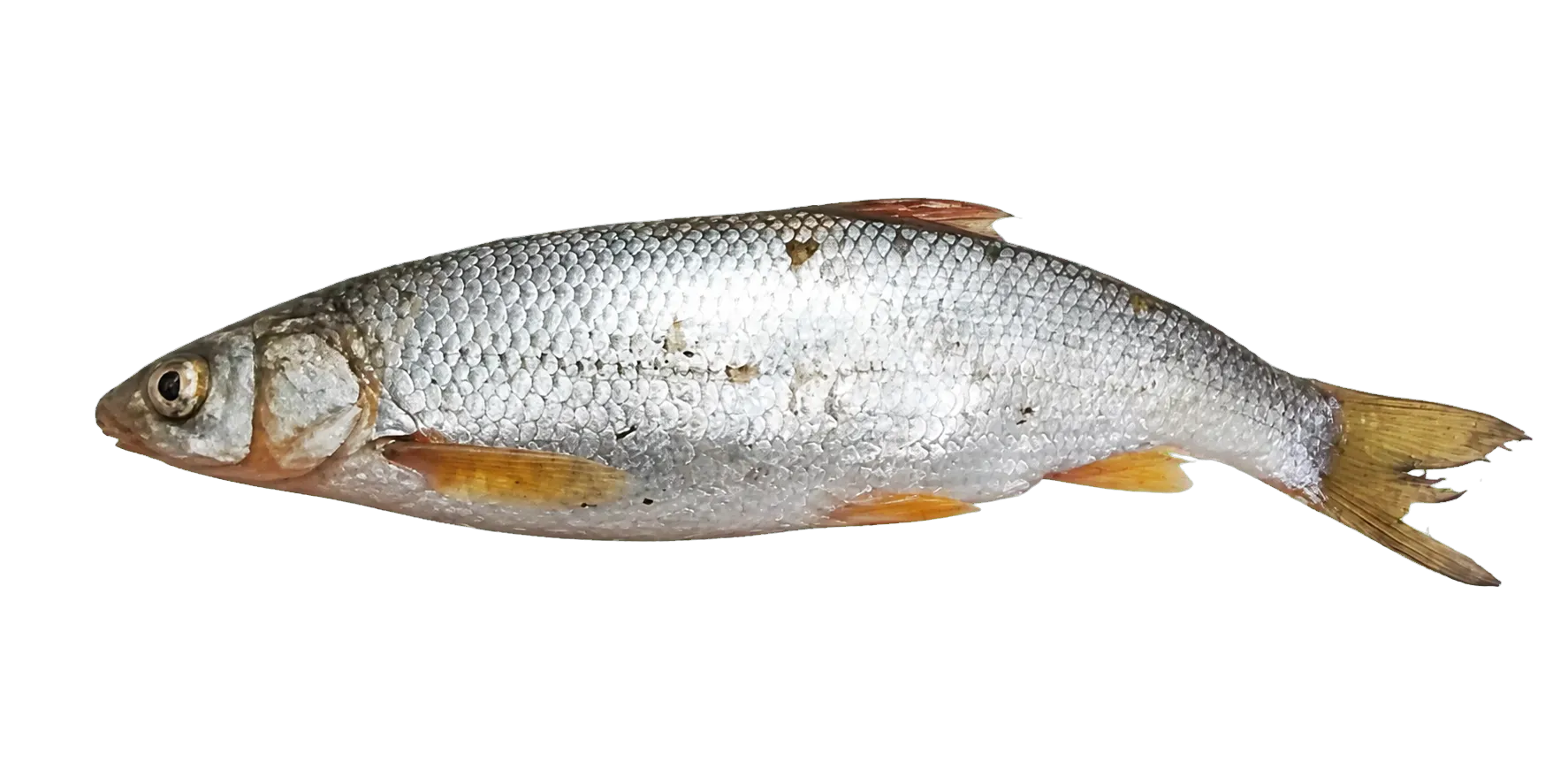 Terek nase (Chondrostoma oxyrhynchum) specimen