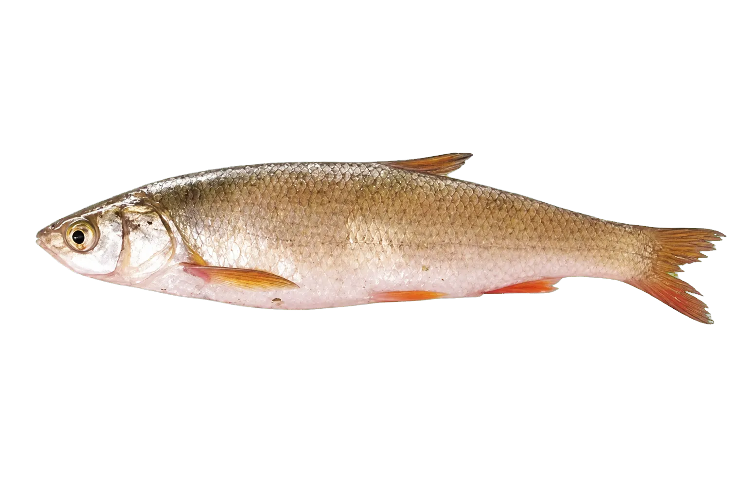 Prespa nase (Chondrostoma prespense) specimen