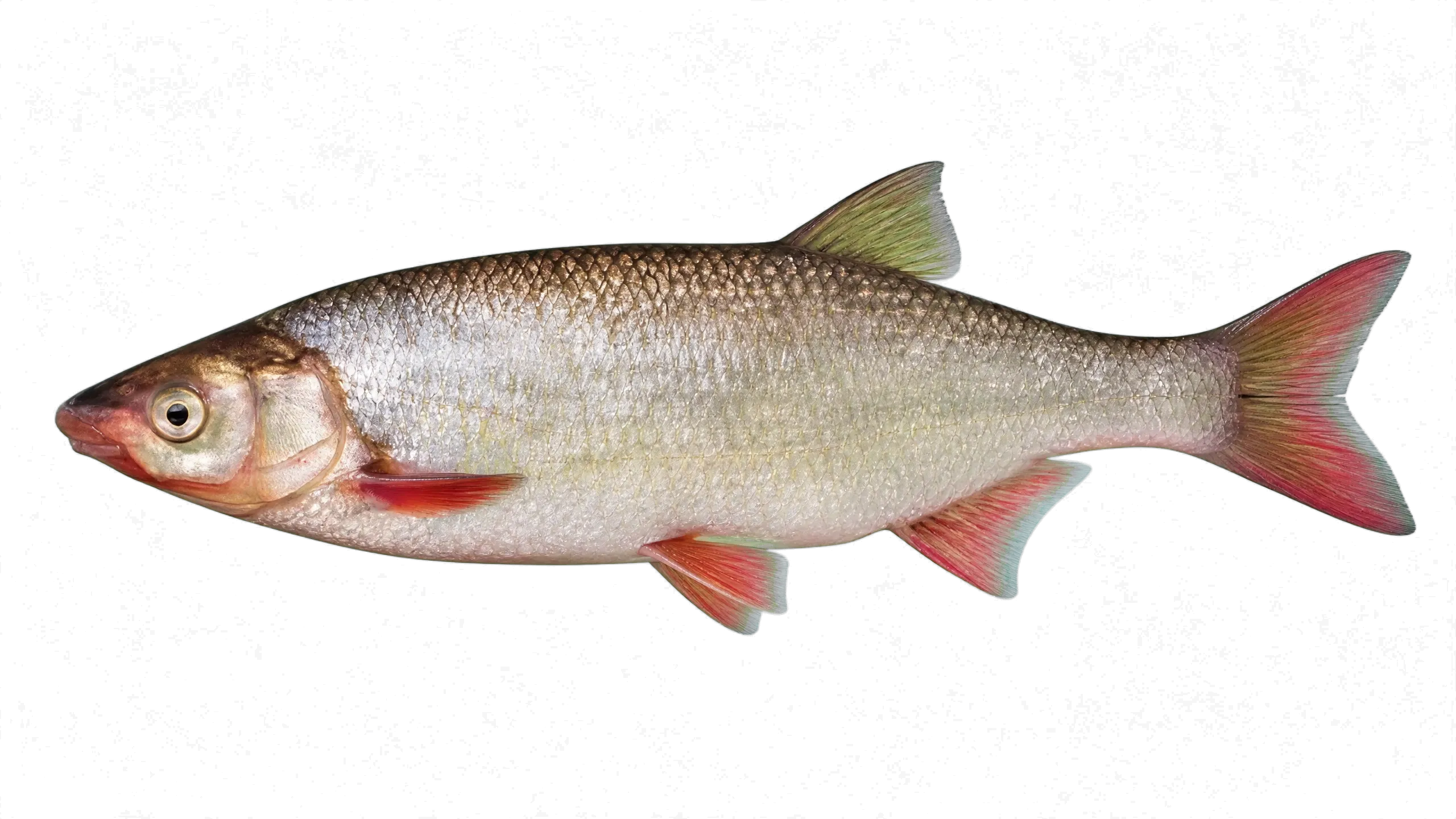 Brond-snout (Chondrostoma regium) specimen