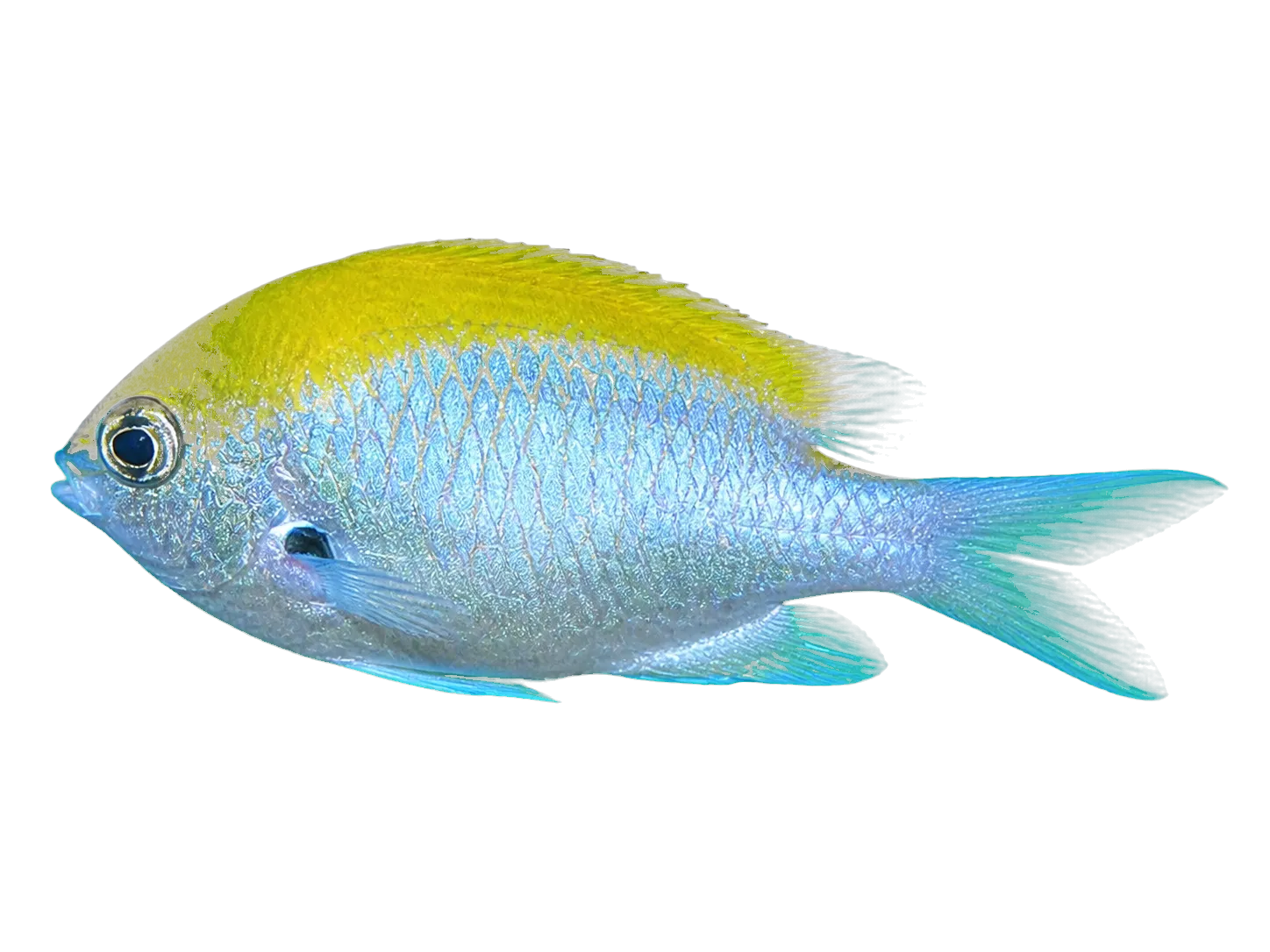 Black-headed chromis (Chromis klunzingeri) specimen
