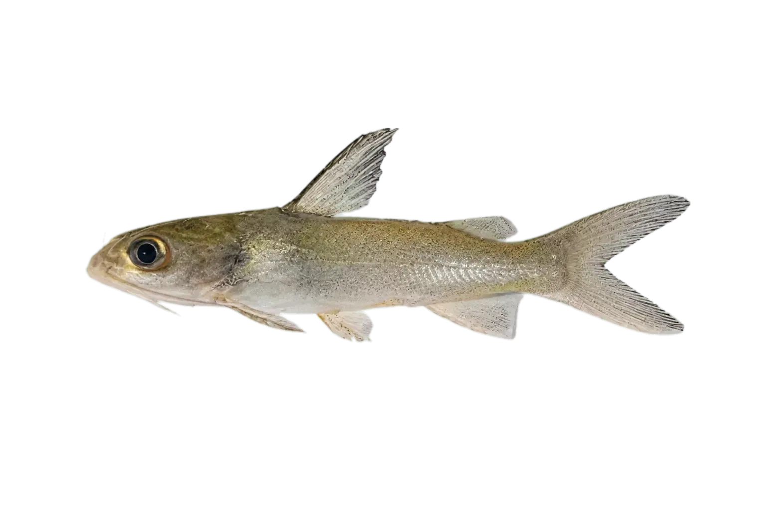 Chrysichthys bocagii (Chrysichthys bocagii) specimen