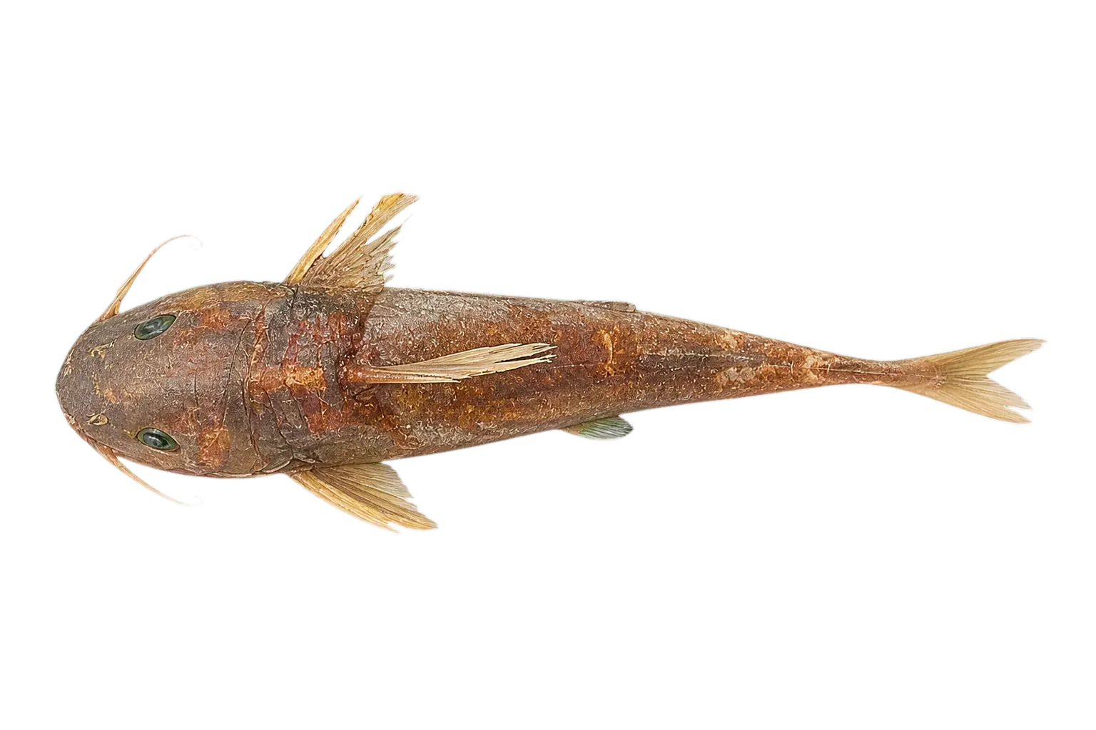 Chrysichthys dageti (Chrysichthys dageti) specimen