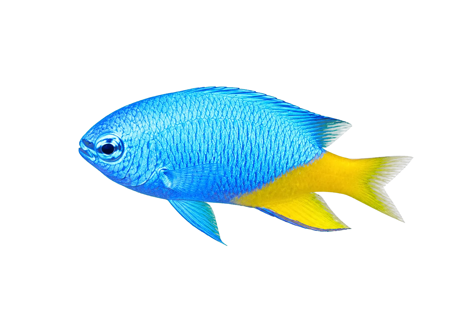 Giti damselfish (Chrysiptera giti) specimen
