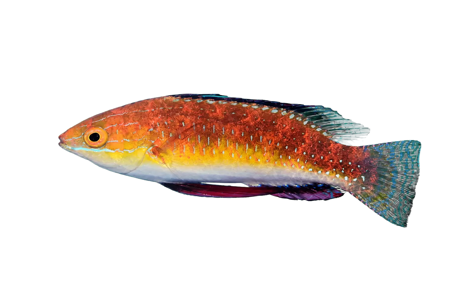 African longfin fairy wrasse (Cirrhilabrus africanus) specimen