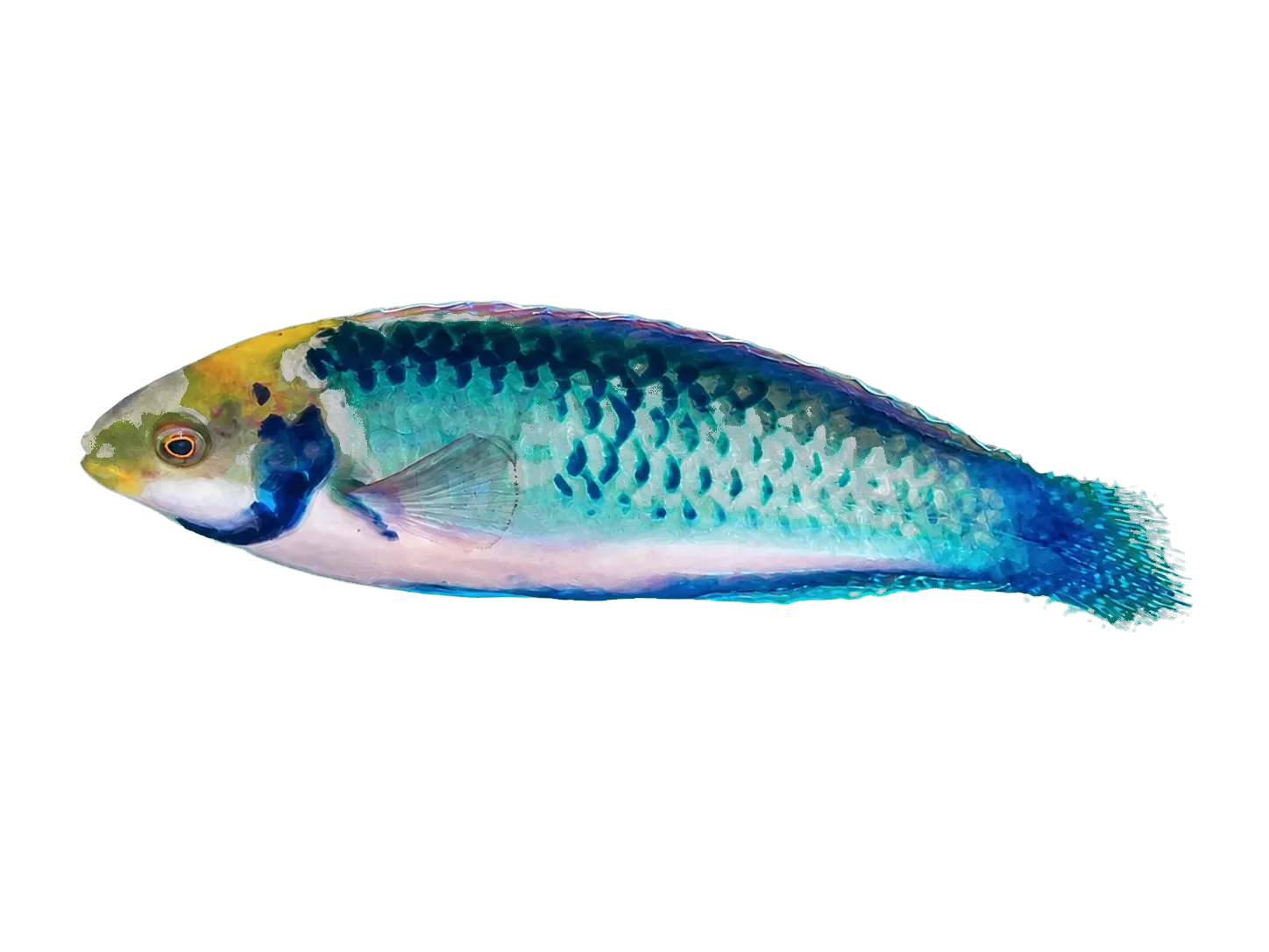 Aquamarine wrasse (Cirrhilabrus aquamarinus) specimen