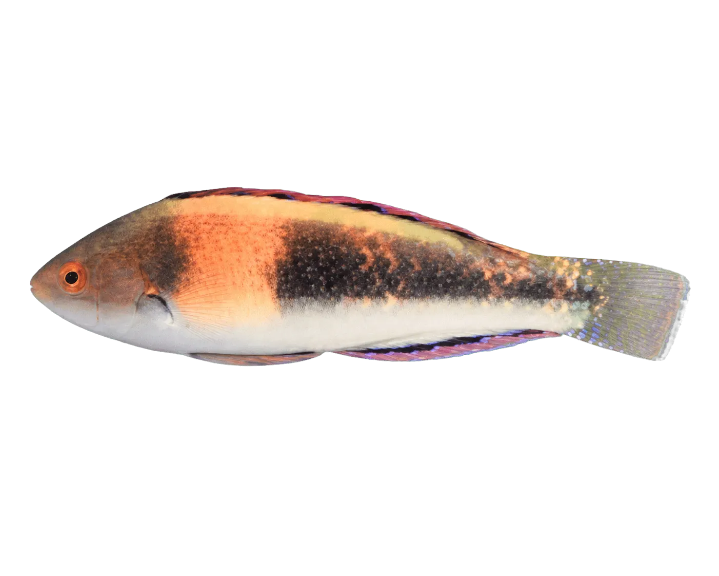 Girdled wrasse (Cirrhilabrus balteatus) specimen