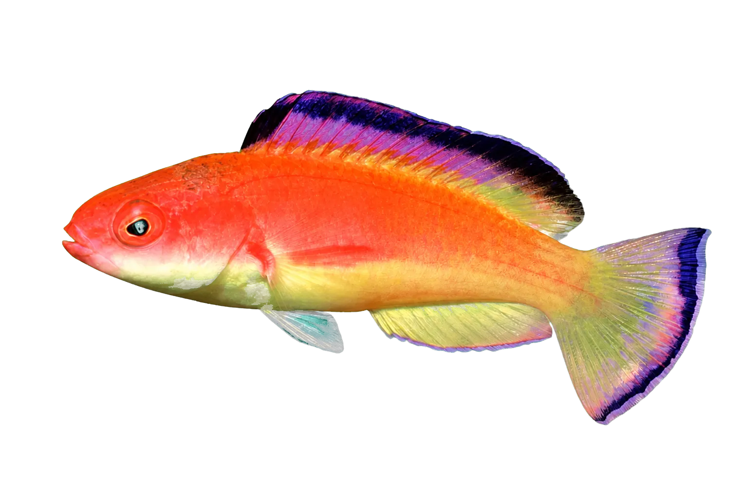 Deepwater wrasse (Cirrhilabrus bathyphilus) specimen