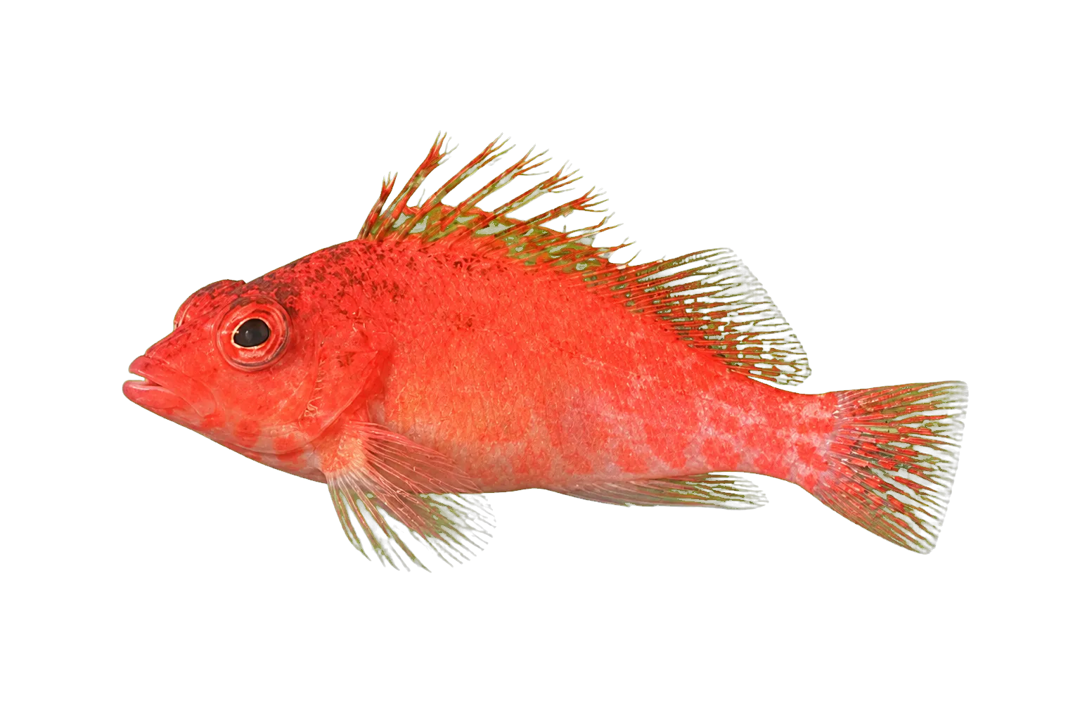 pixy hawkfish (Cirrhitichthys oxycephalus) specimen