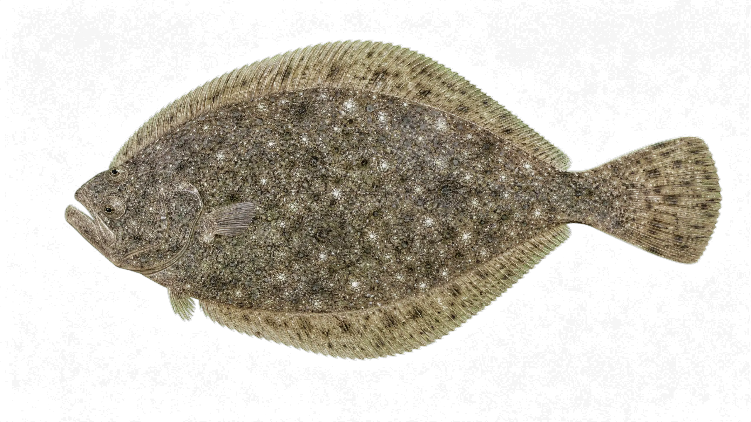 bigmouth sanddab (Citharichthys gilberti) specimen