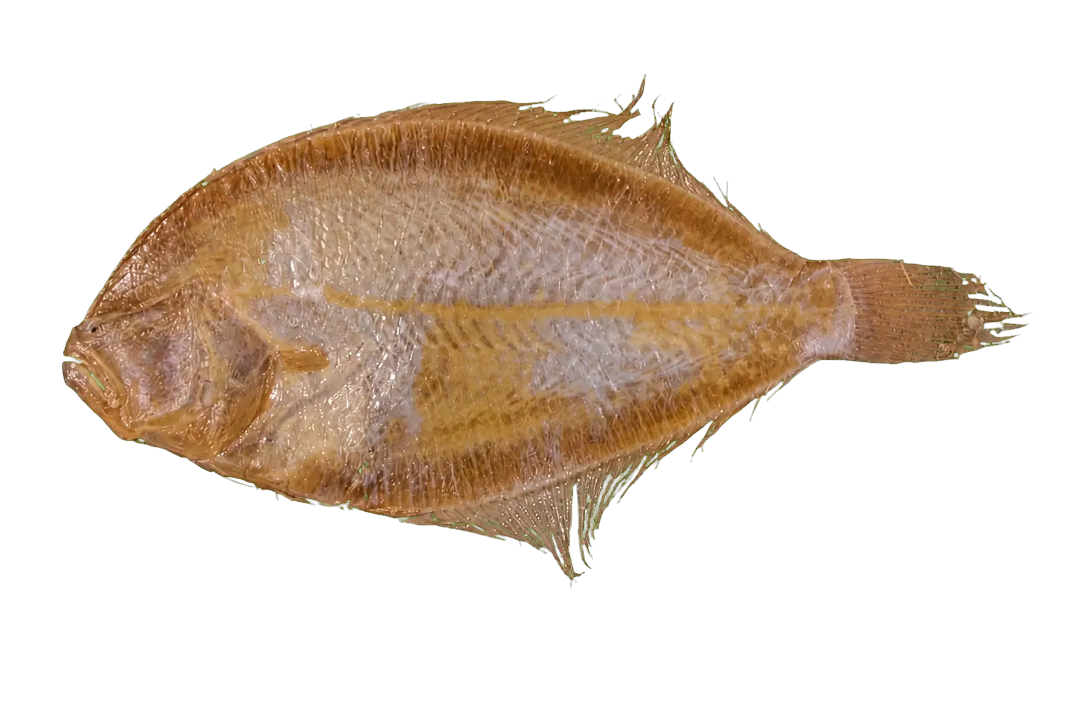 voodoo whiff (Citharichthys uhleri) specimen