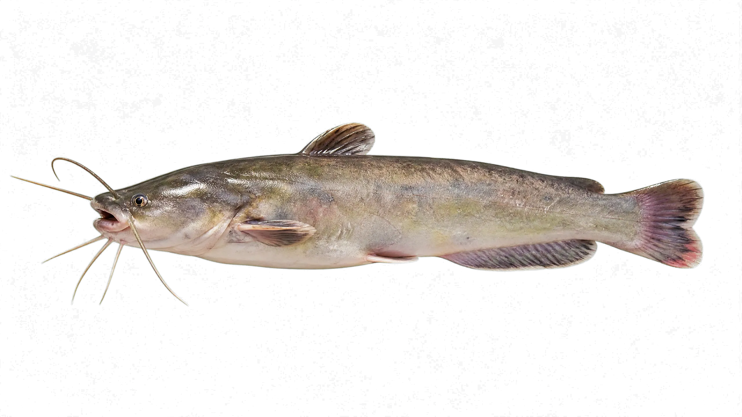 North African catfish (Clarias gariepinus) specimen