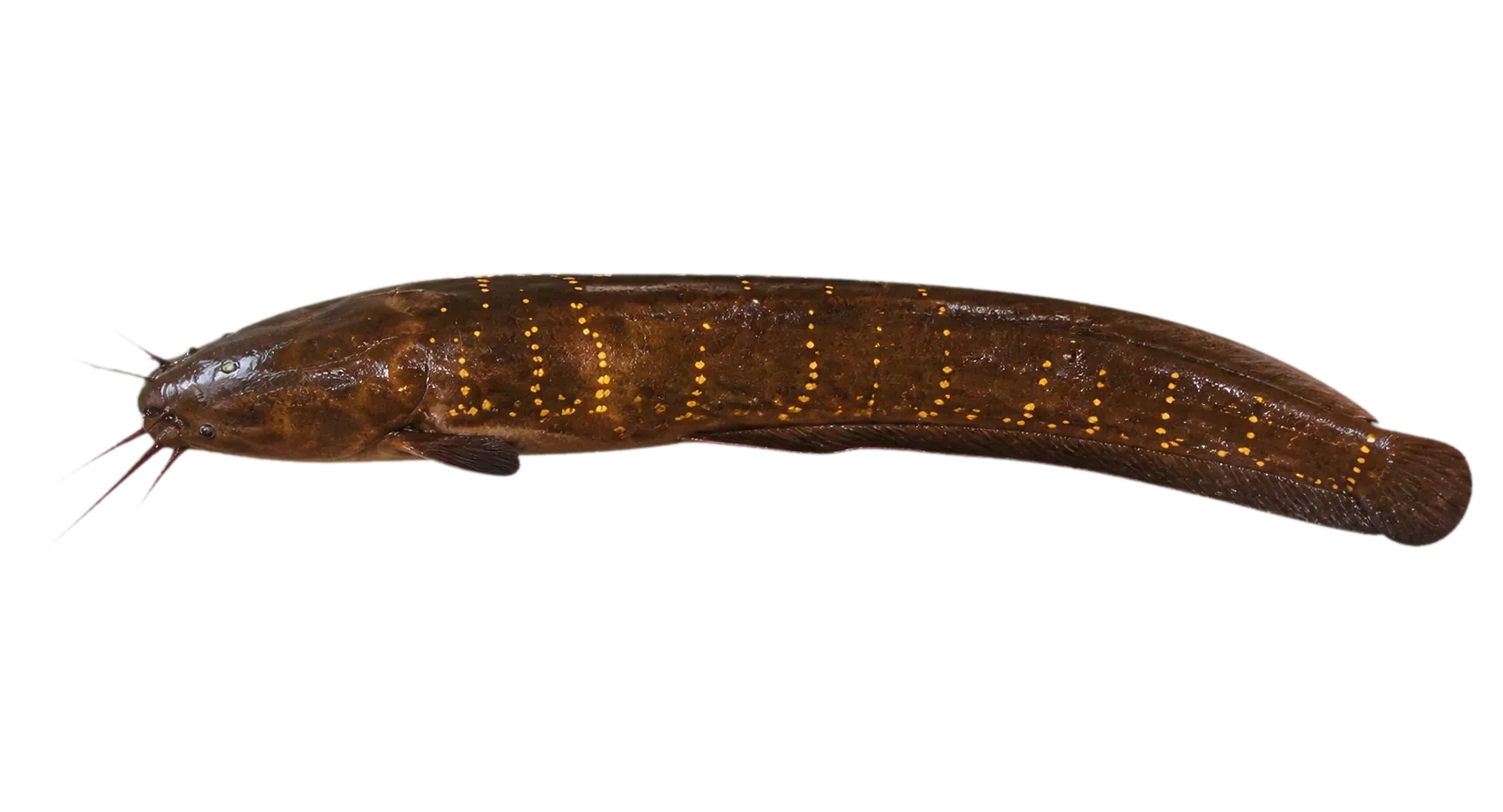 Slender walking catfish (Clarias nieuhofii) specimen