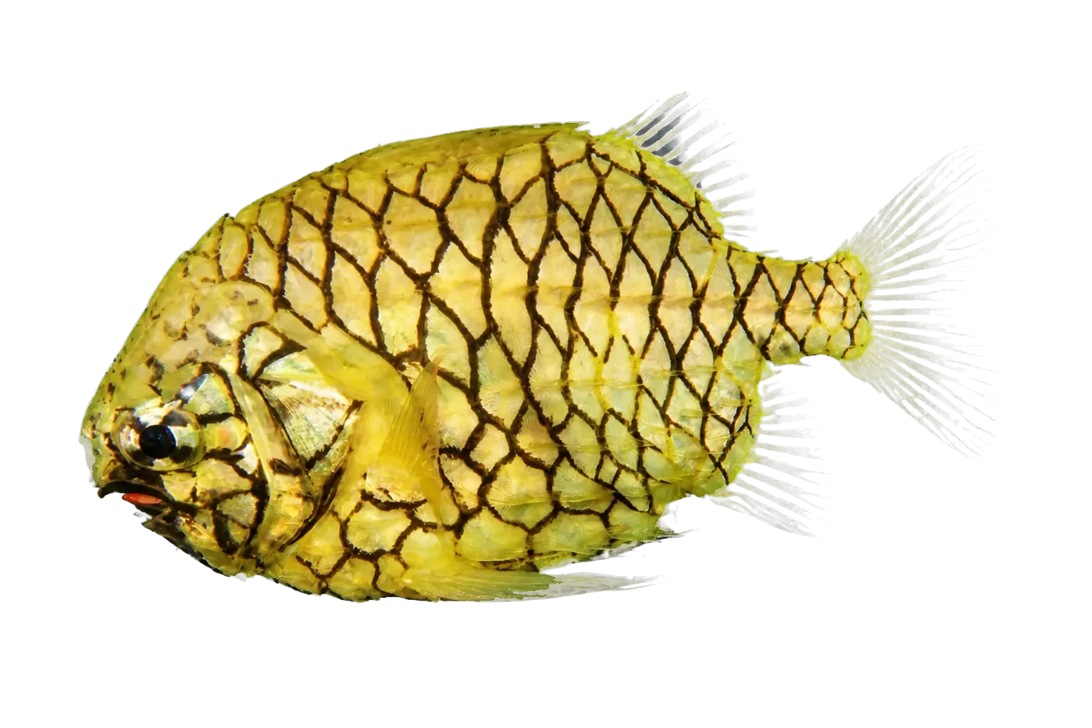 Pineapplefish (Cleidopus gloriamaris) specimen