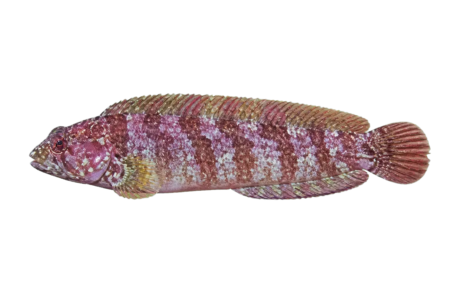 Onrust klipfish (Clinus berrisfordi) specimen