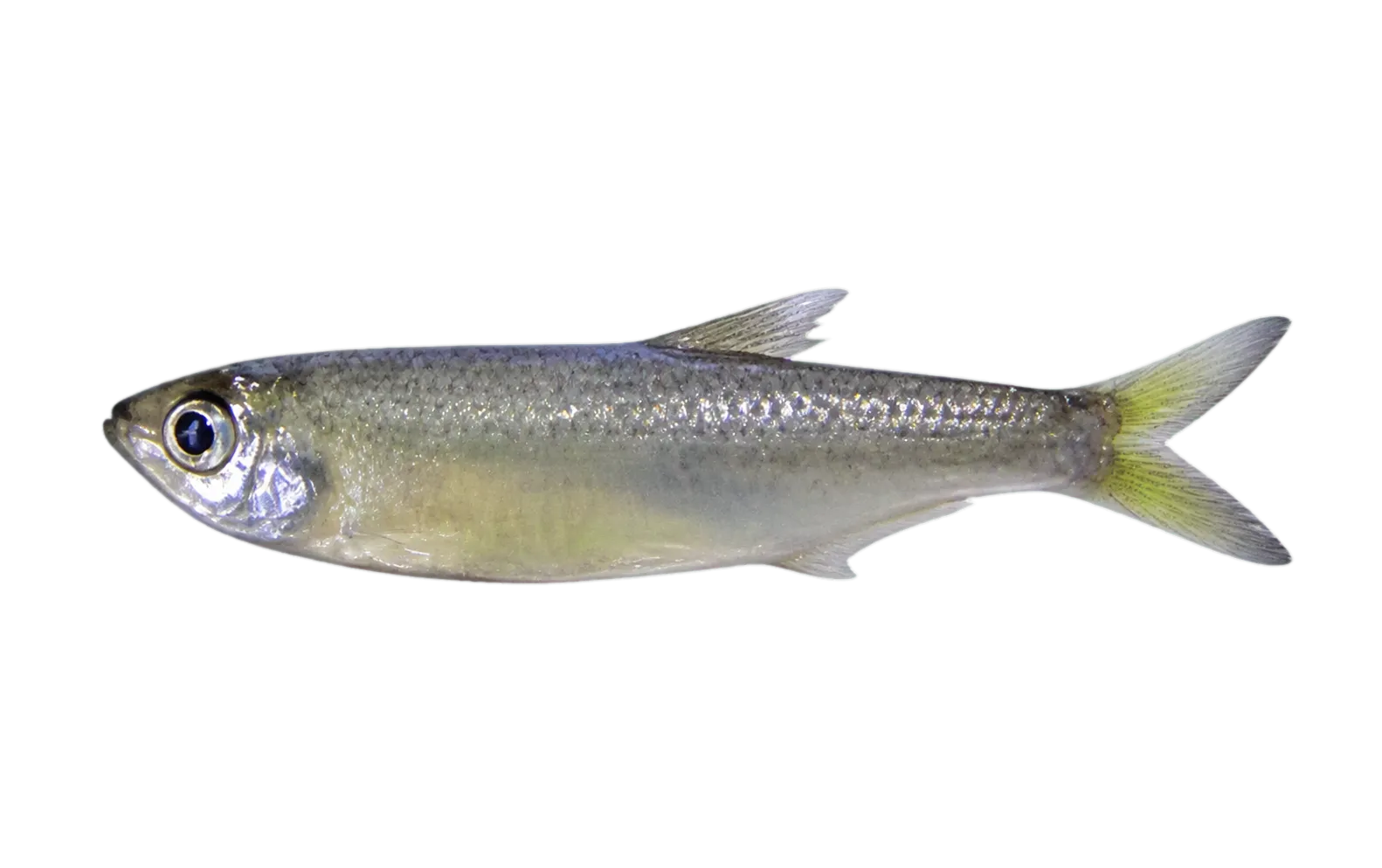 Kapuas river sprat (Clupeichthys bleekeri) specimen