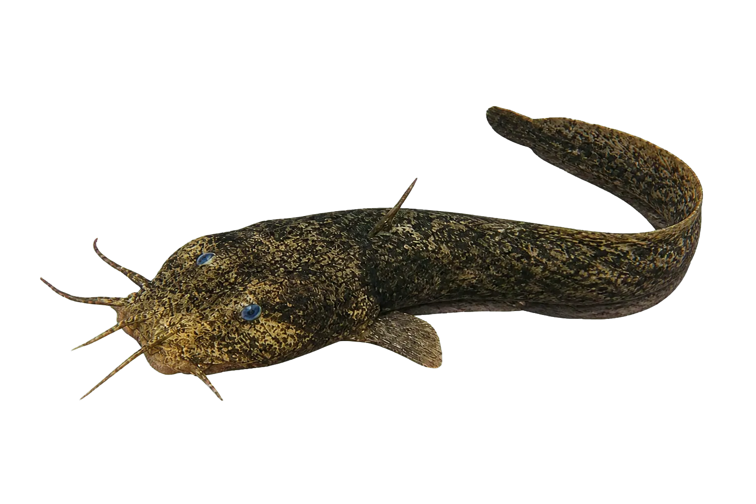 Estuary cobbler (Cnidoglanis macrocephalus) specimen