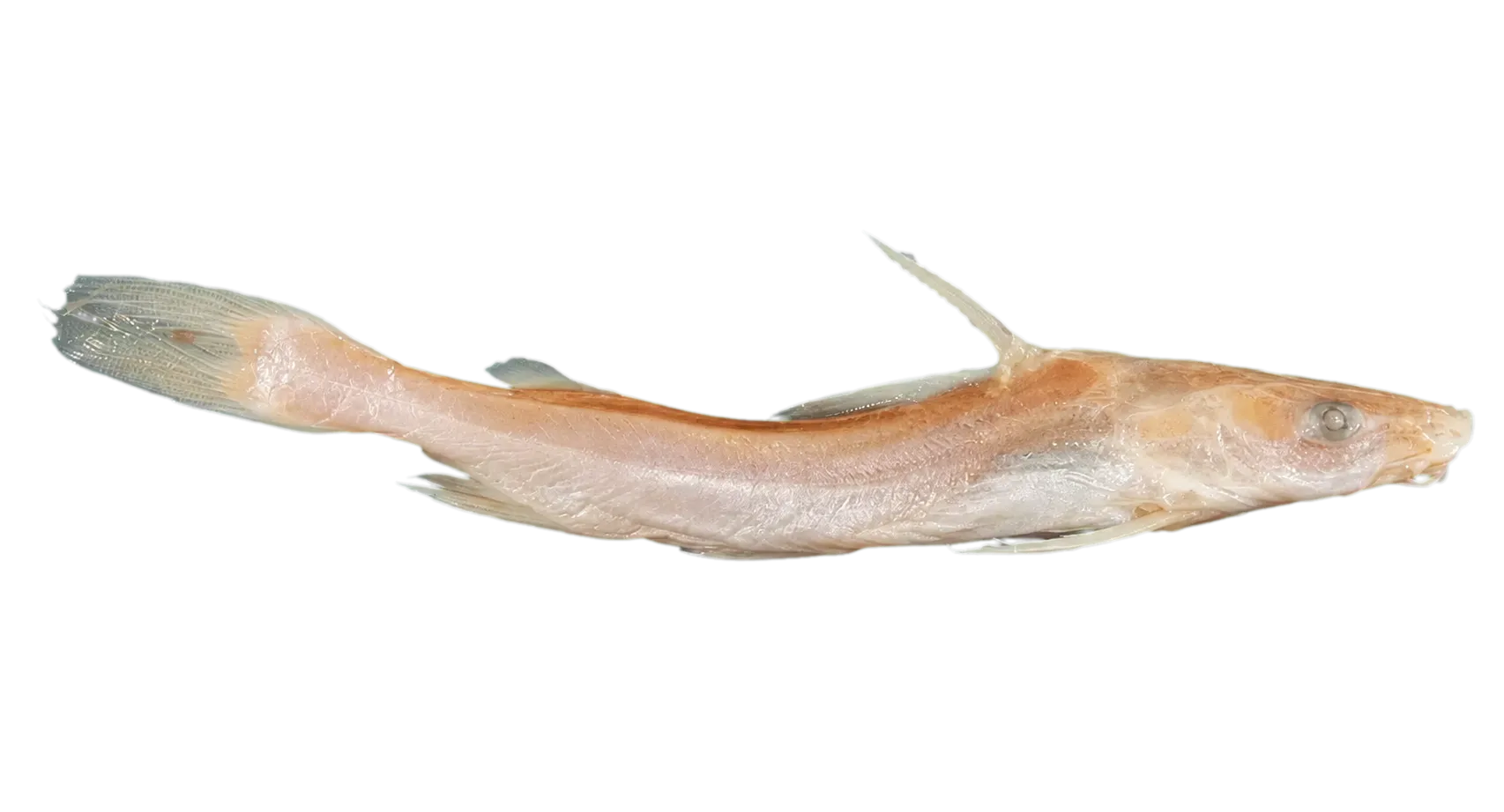 Cochlefelis burmanicus (Cochlefelis burmanicus) specimen