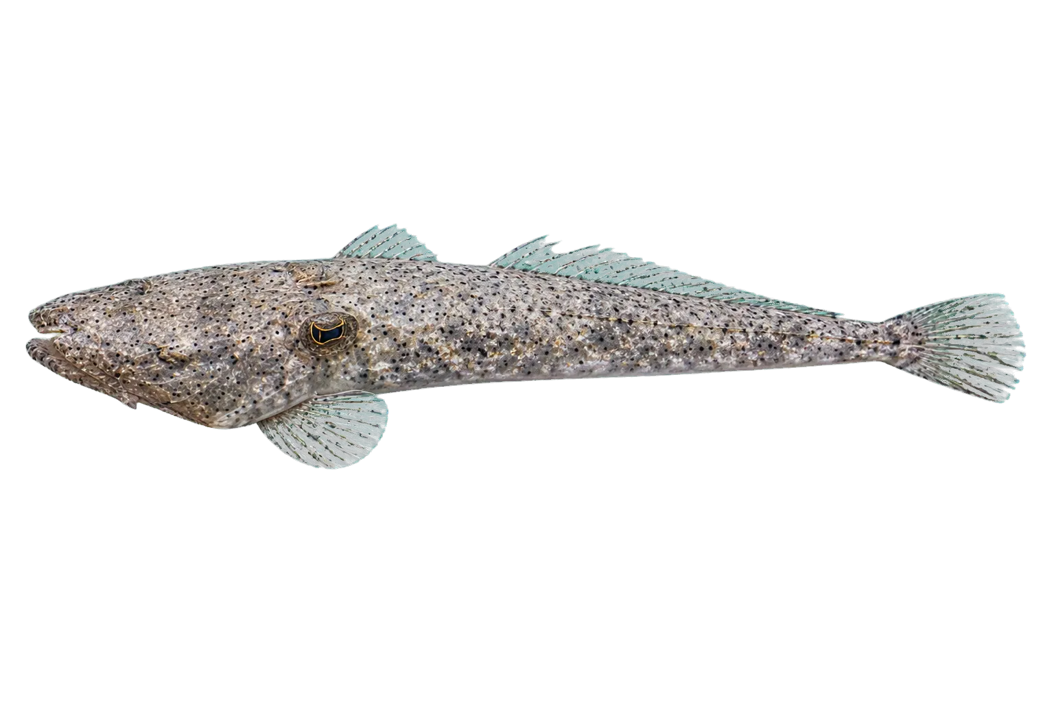Spotted flathead (Cociella punctata) specimen