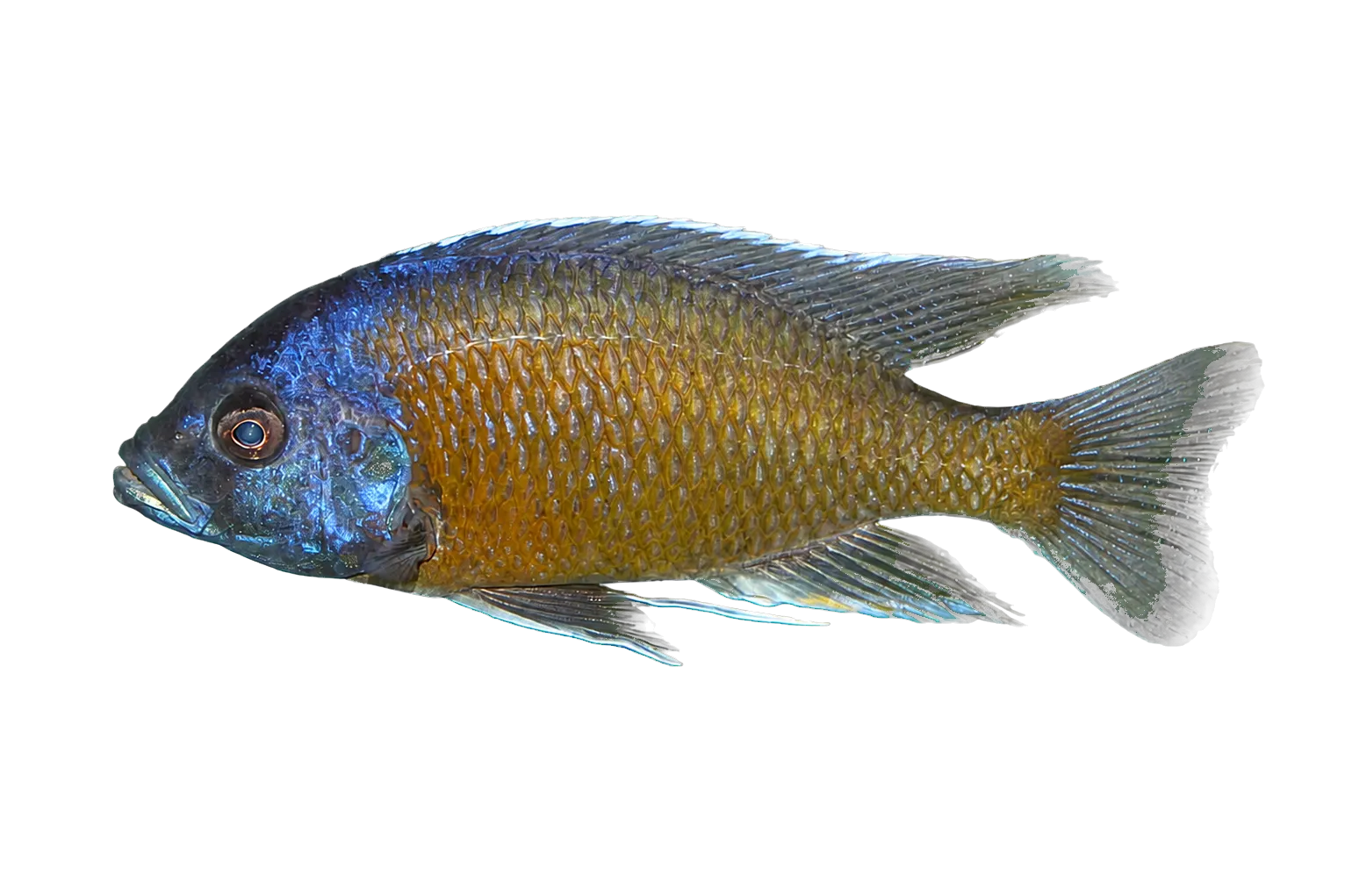Haplochromis borleyi redfin (Copadichromis borleyi) specimen