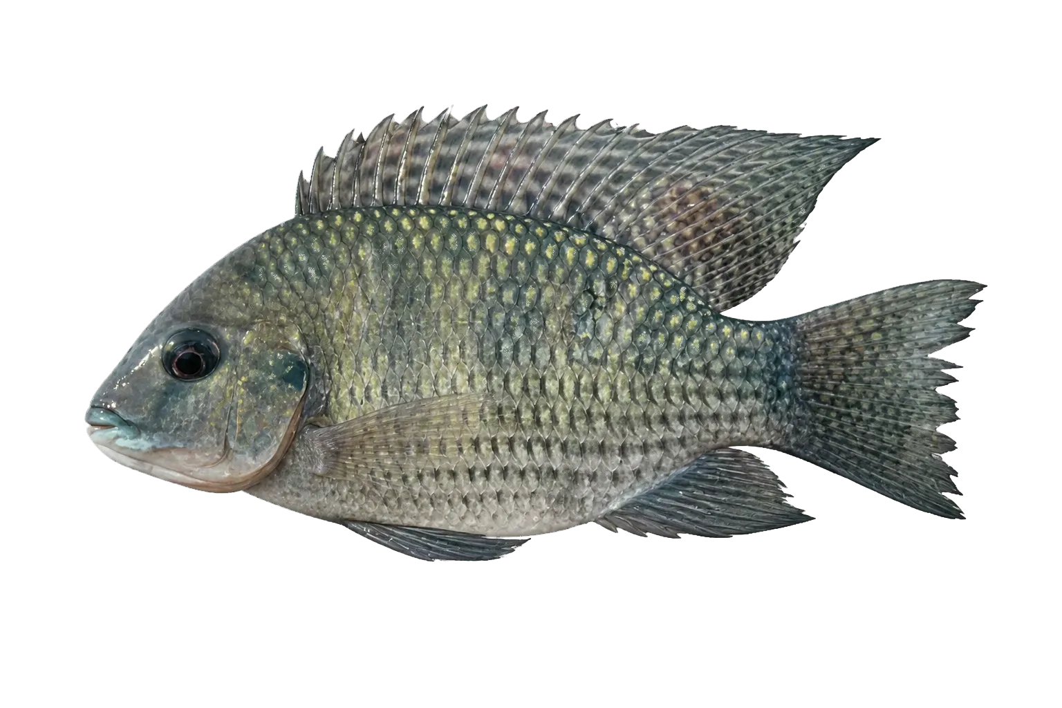 Coptodon coffea (Coptodon coffea) specimen
