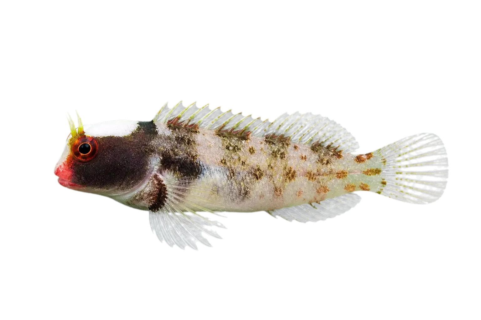 angel blenny (Coralliozetus angelicus) specimen
