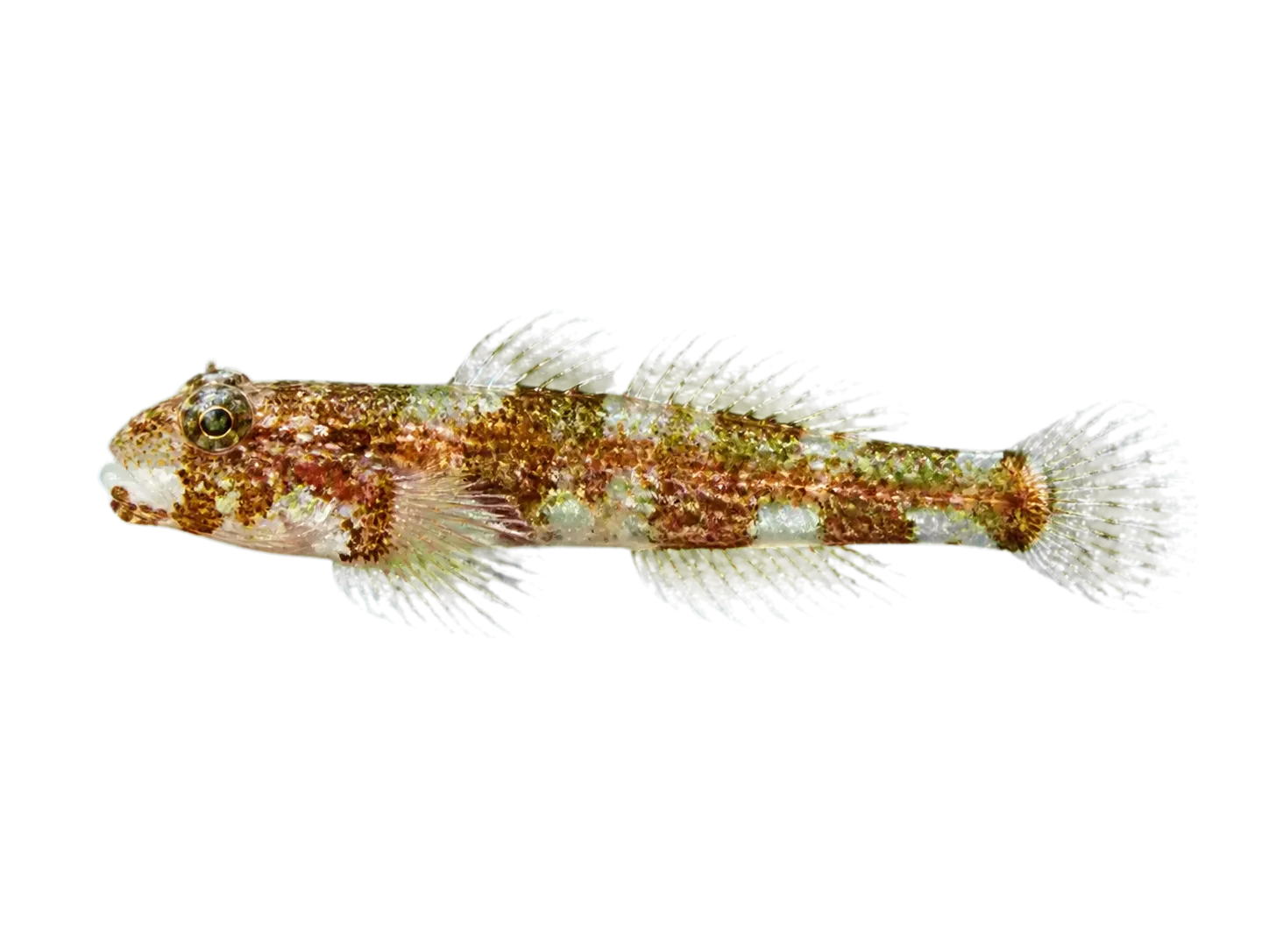 Pandemic Blenny (Coralliozetus clausus) specimen