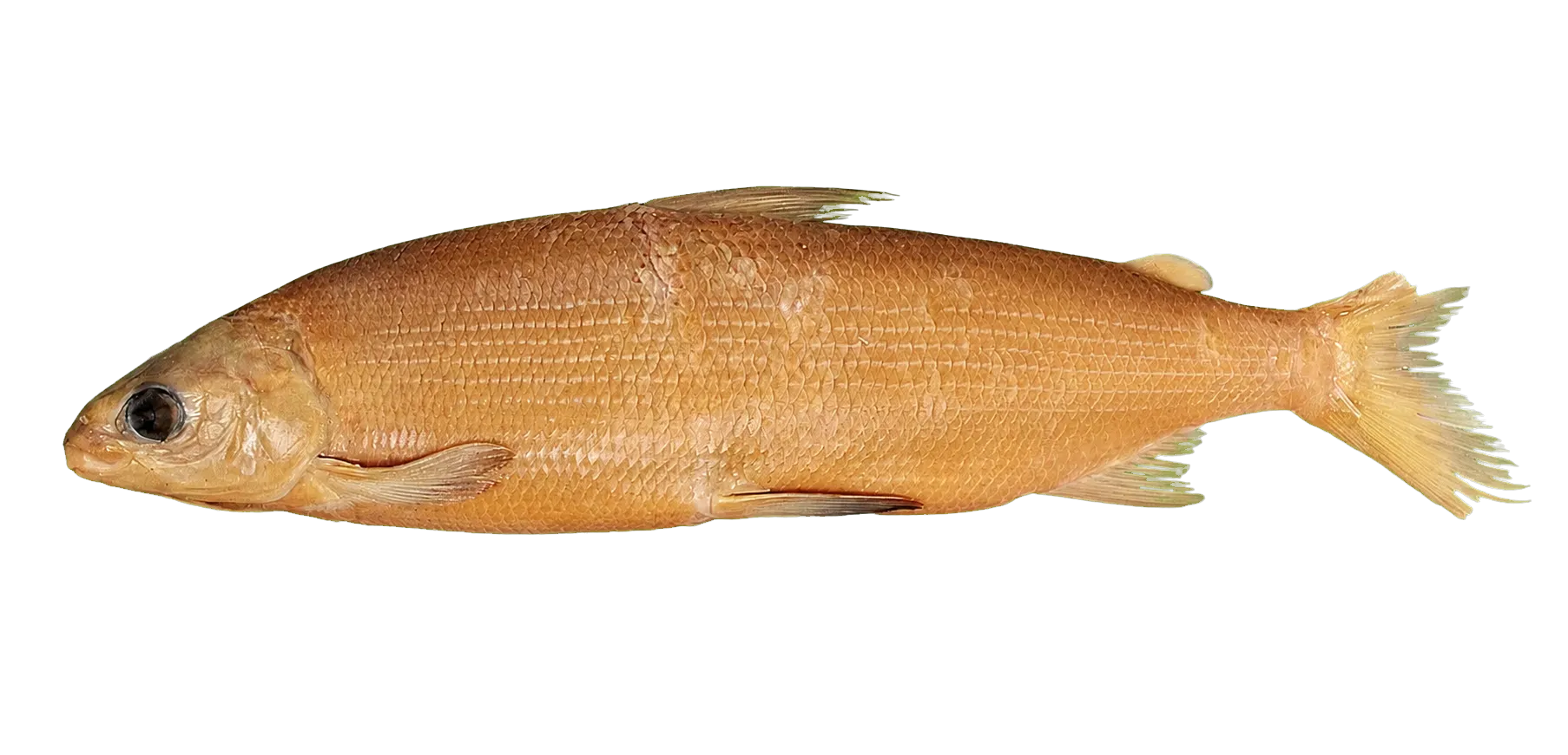 Sand Whitefish (Coregonus arenicolus) specimen