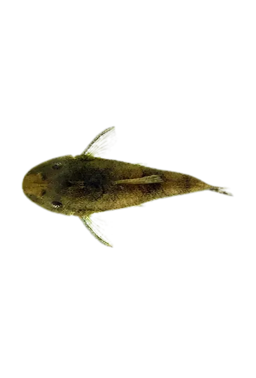 Blue croaker (Corvula batabana) specimen