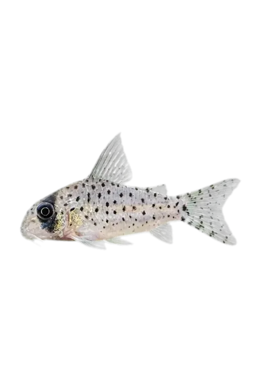 Fairy catfish (Corydoras atropersonatus) specimen