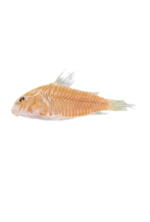 Pastaza corydoras (Corydoras pastazensis) specimen
