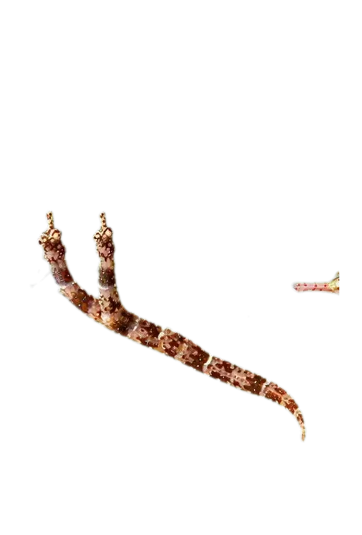 Benedetto's pipefish (Corythoichthys benedetto) specimen