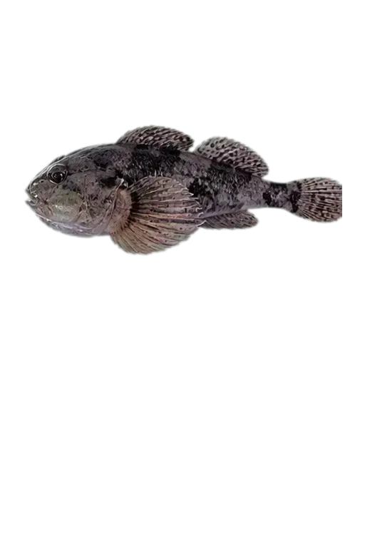 Sakhalin sculpin (Cottus amblystomopsis) specimen