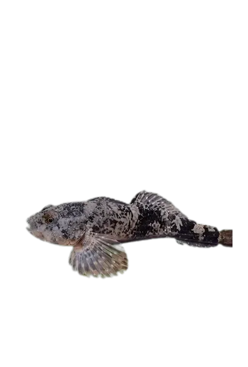 Chabot du Béarn (Cottus aturi) specimen