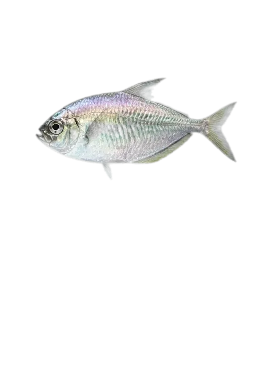 Graery threadfin seabass (Cratinus agassizii) specimen
