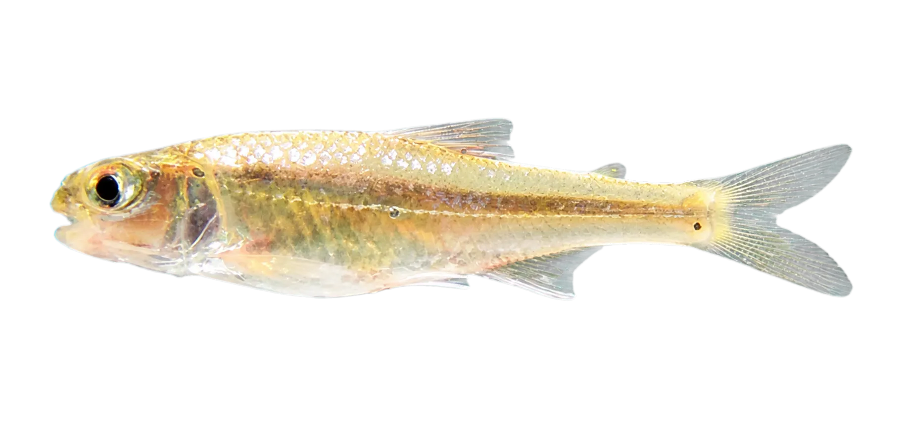 Creagrutus menezesi (Creagrutus menezesi) specimen