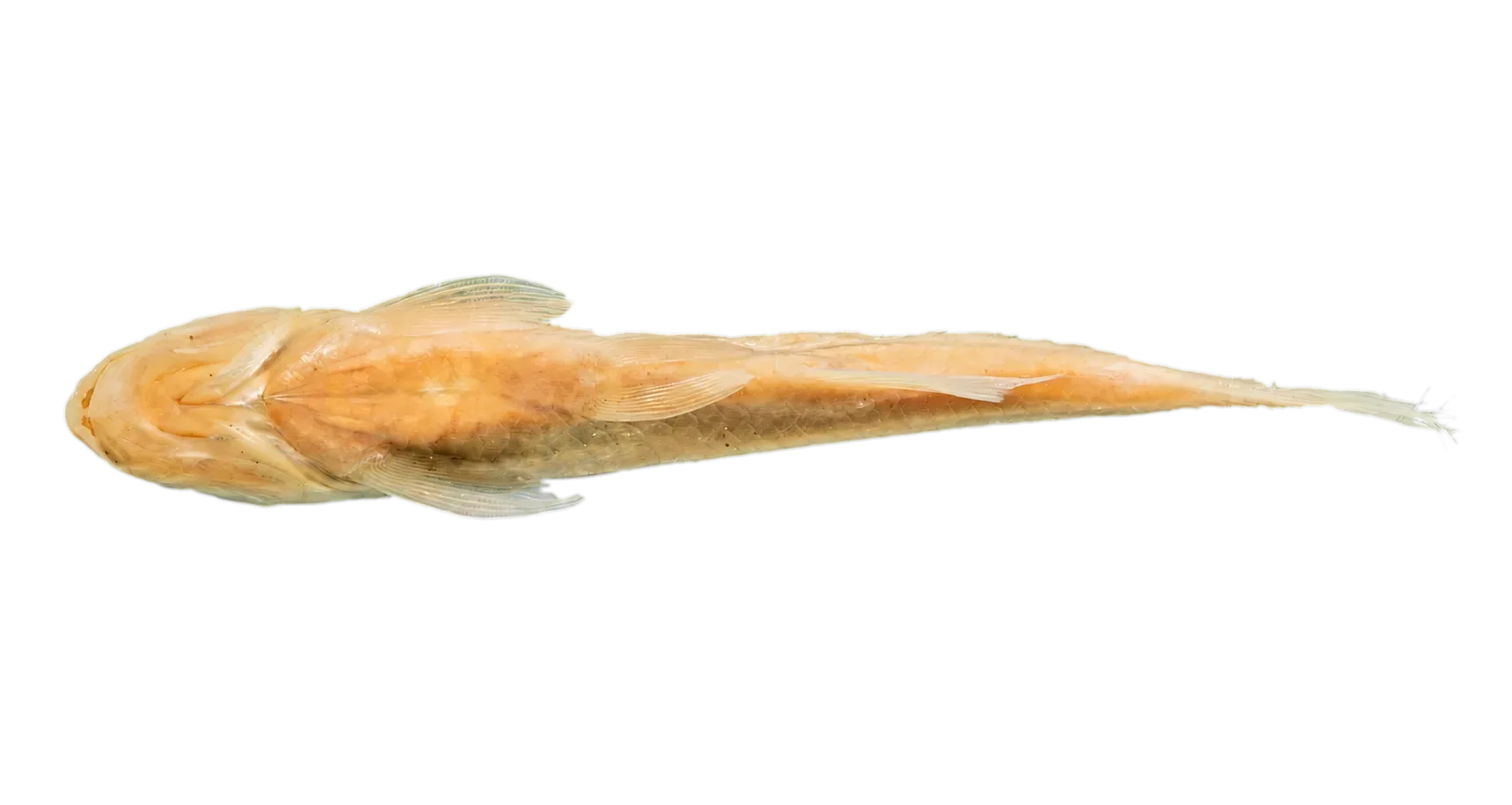 Creagrutus paralacus (Creagrutus paralacus) specimen