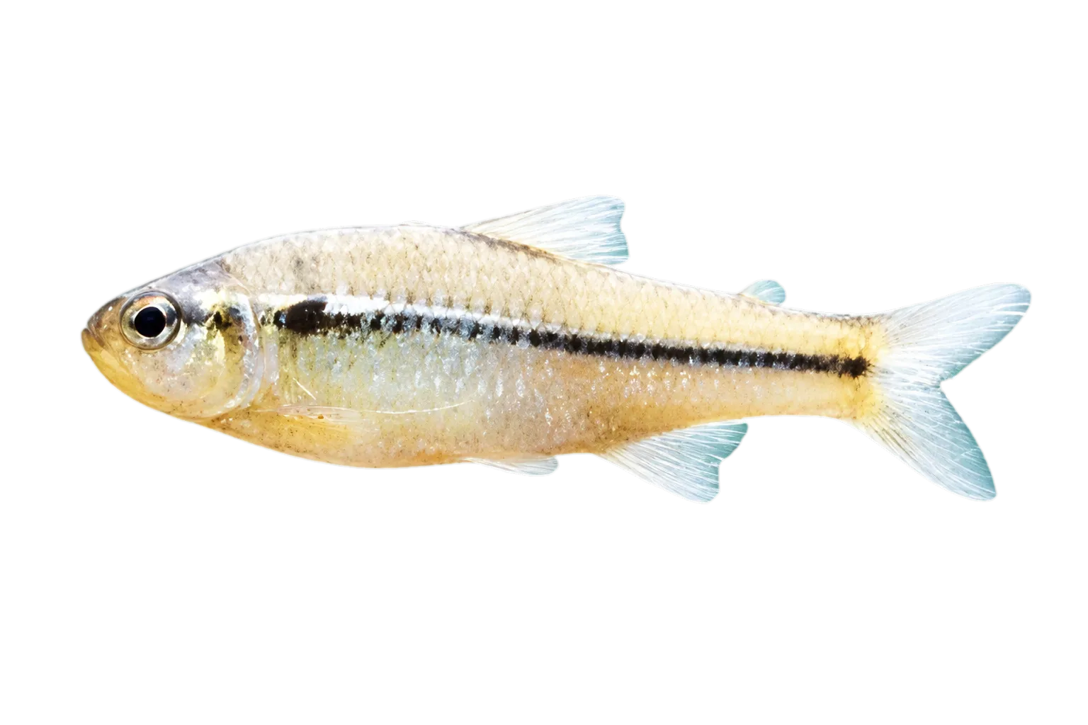 Creagrutus peruanus (Creagrutus peruanus) specimen