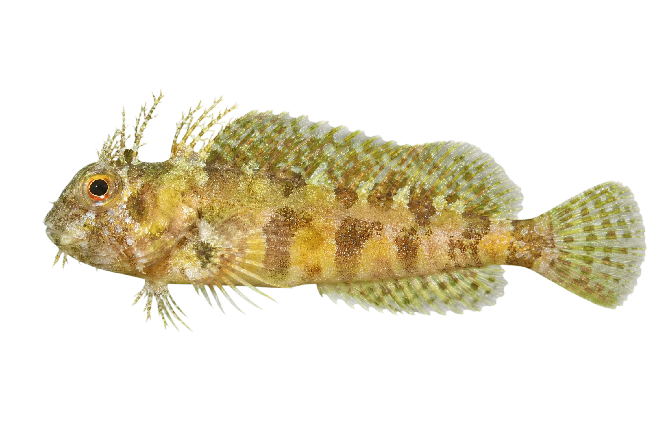 Cape triplefin (Cremnochorites capensis) specimen