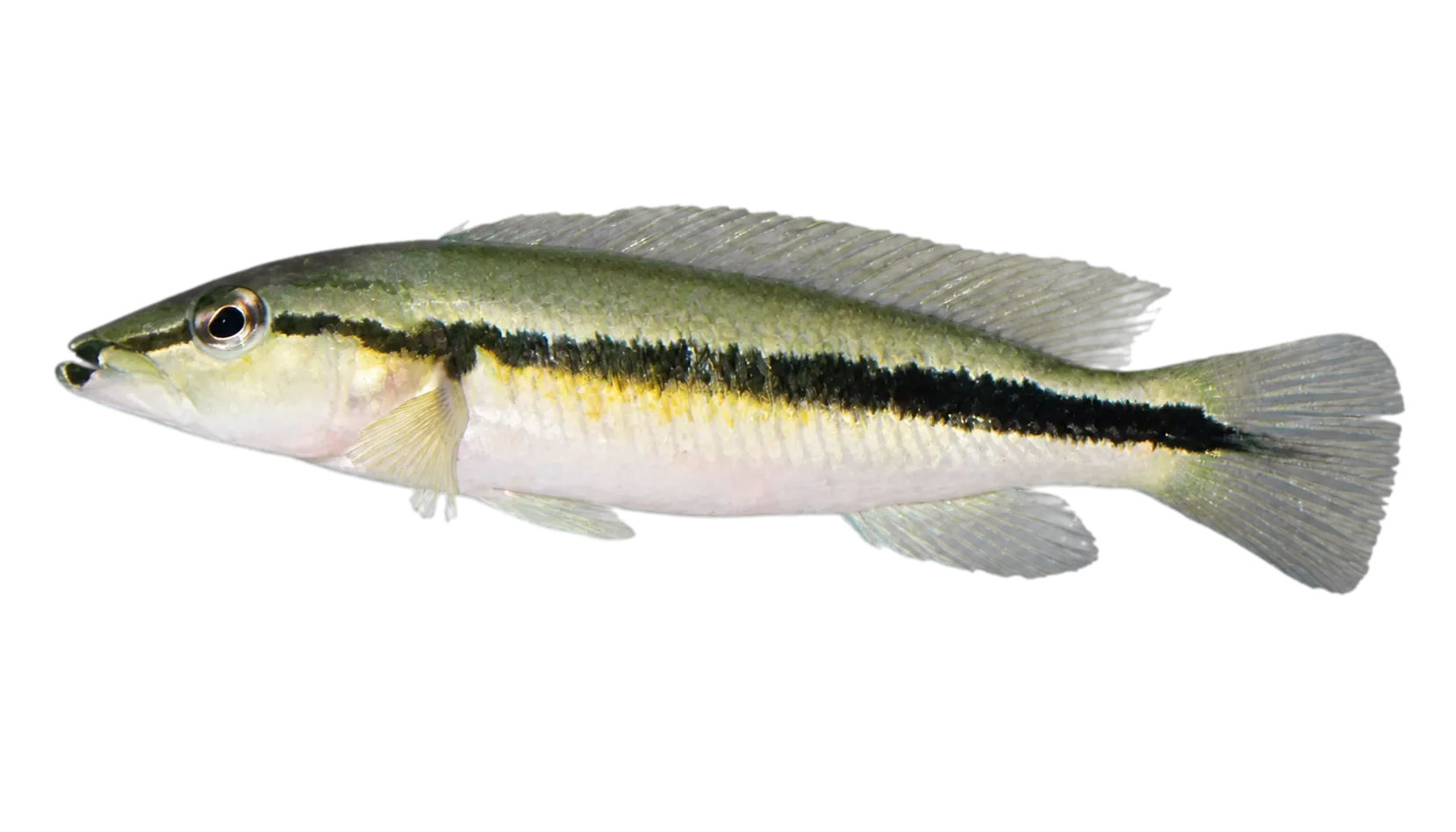 Blacklipped pike cichlid (Crenicichla celidochilus) specimen